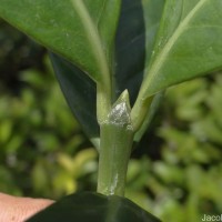 Psychotria gardneri Hook.f.